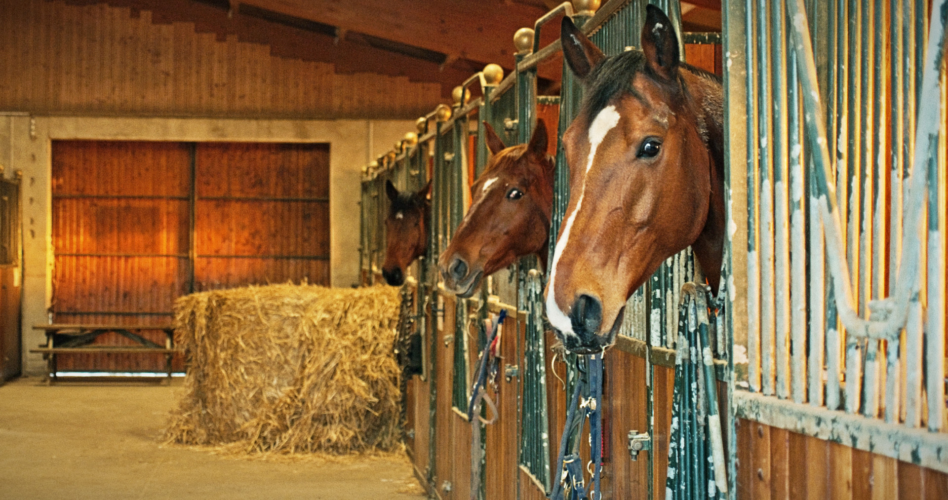 haras-du-chêne-bénit_photo